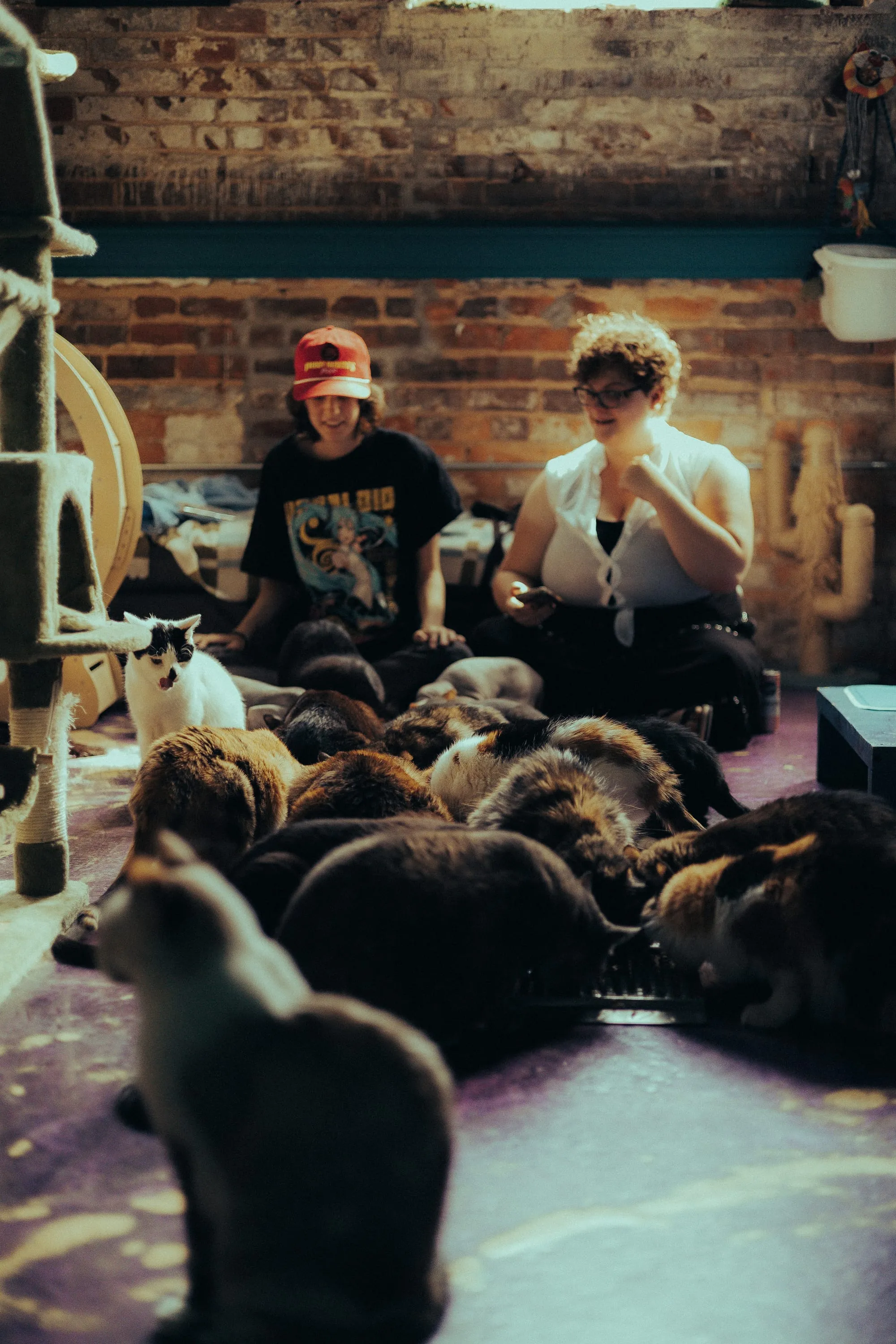 A dozen of the resident cats stretched out together on the lounge floor while two visitors sit among them