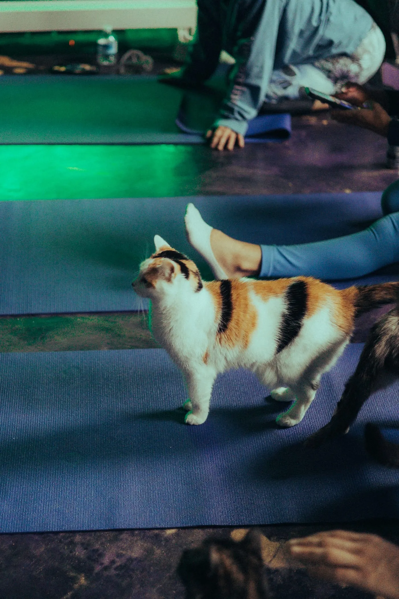 A calico cat walking across a yoga mat in green light