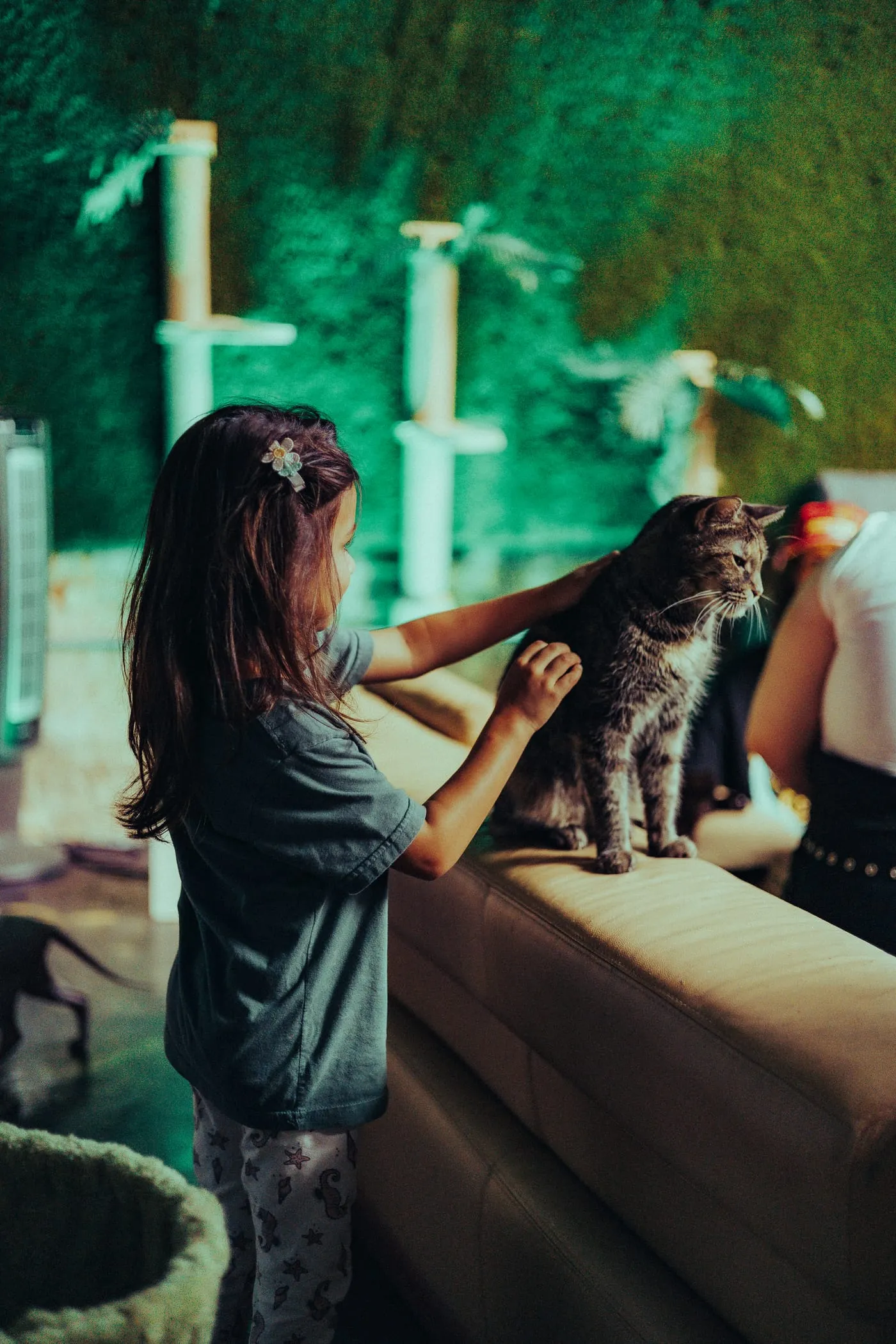A young girl reaching out to stroke a cat perched on a sofa back