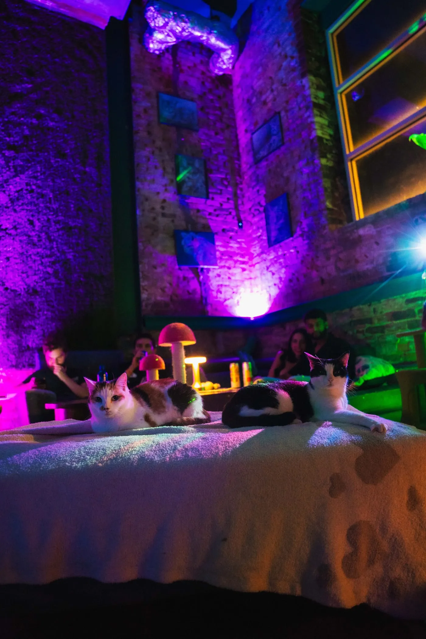 Cats resting on a lit platform while people sit around them in purple light