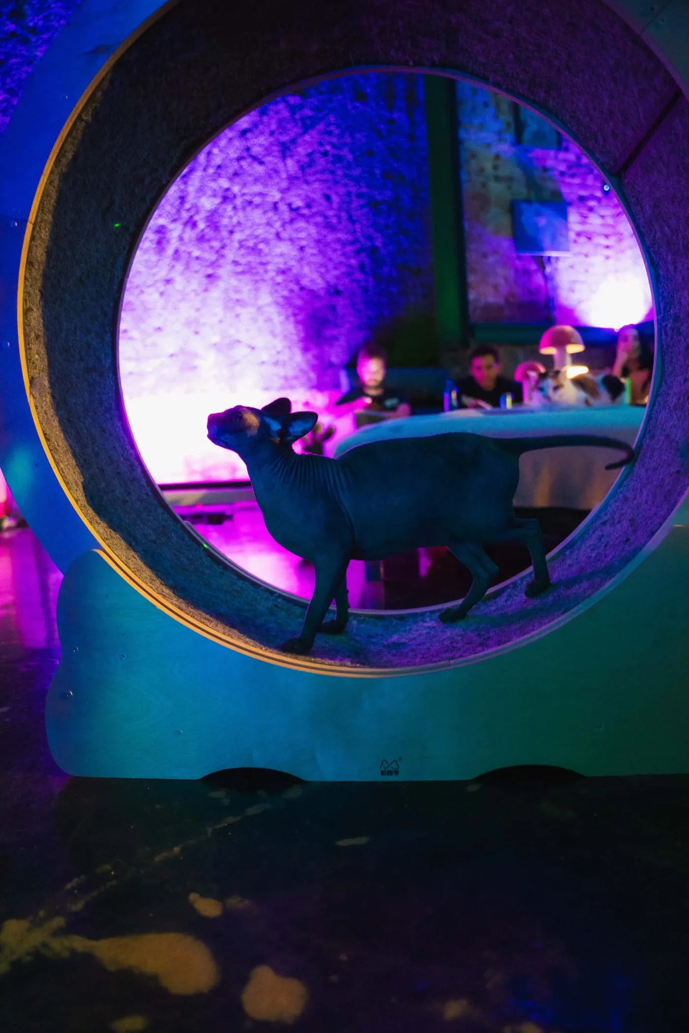 A cat silhouetted inside a circular window pod glowing purple
