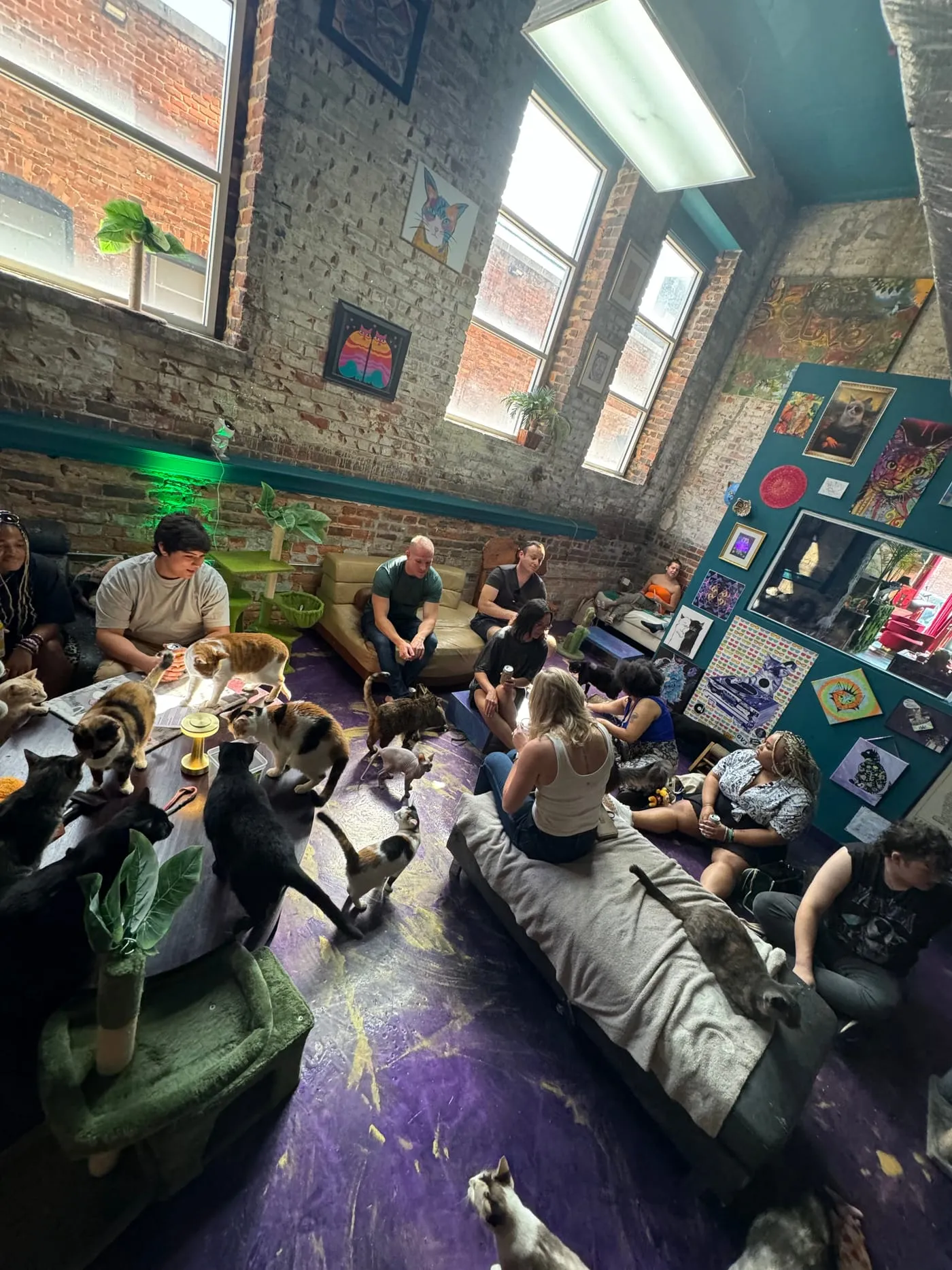 The full lounge in use, people sitting on cushions among cats under tall windows