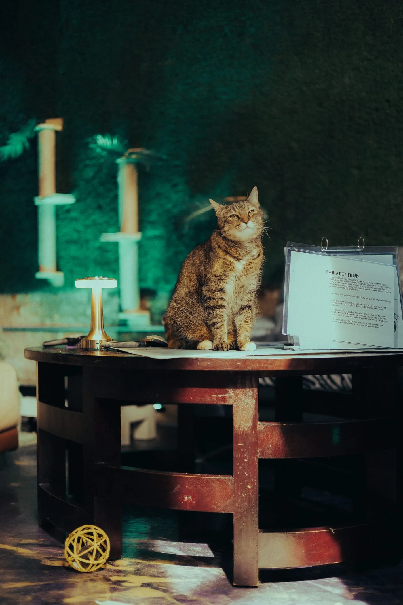 A tabby cat sitting alone on a wooden table in green light