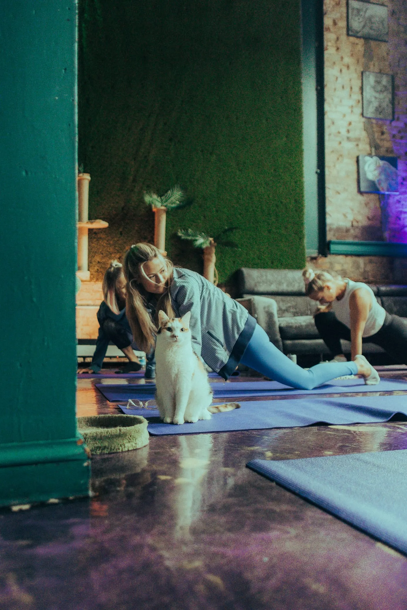 A white cat sitting upright on a yoga mat while a class stretches behind it