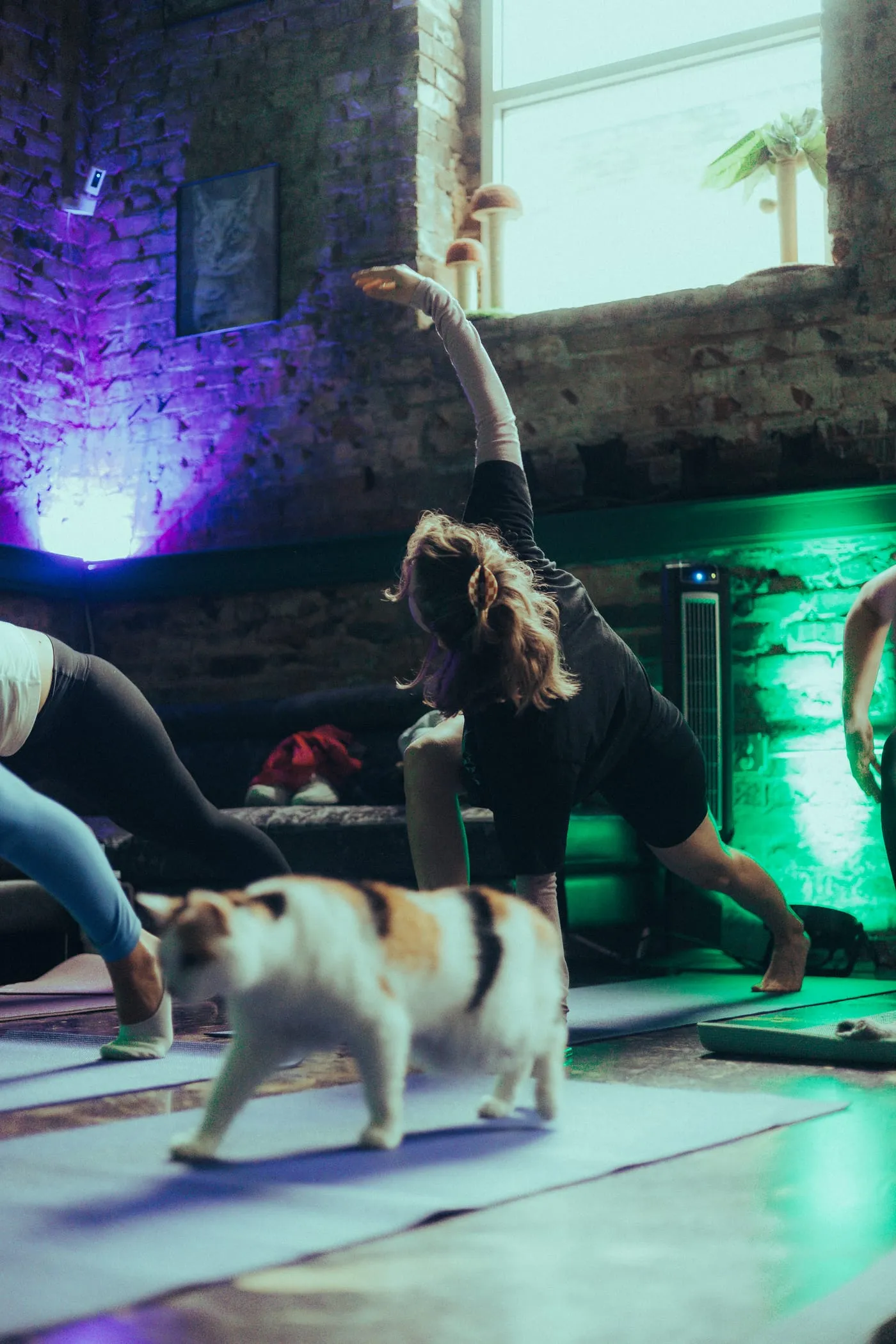 A yoga class stretching under green and purple light while a cat wanders through